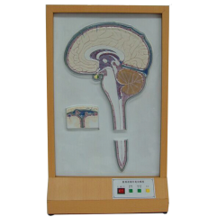 Cerebrospinal fluid circulating electric model